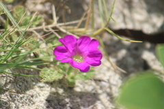 Okenia hypogaea
