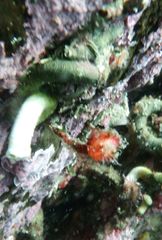 Boltenia villosa
