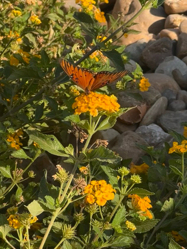 Gulf Fritillary