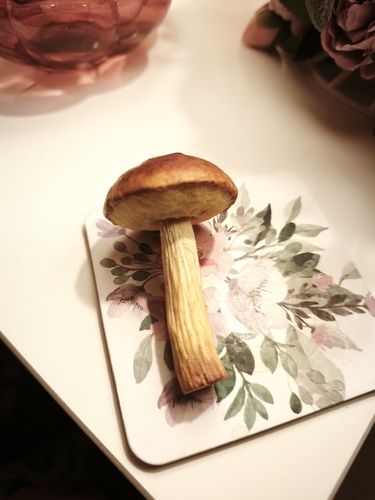 Aureoboletus projectellus