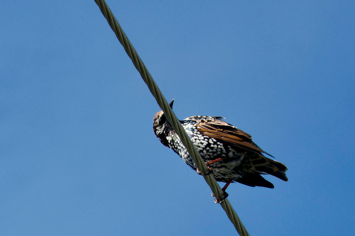 European Starling