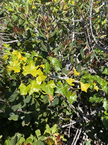 Vasconcellea chilensis