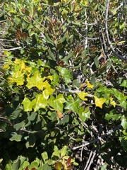 Vasconcellea chilensis