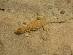 Acanthodactylus dumerilii