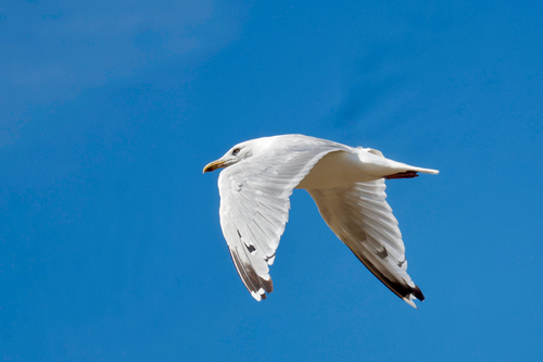 American Herring Gull