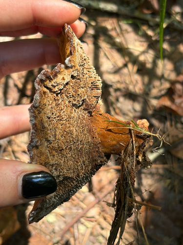 Coltricia montagnei observed 2026-09-13