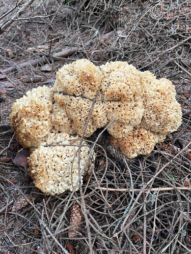 Cauliflower Fungus