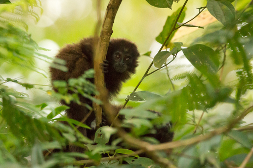 Brown Titi