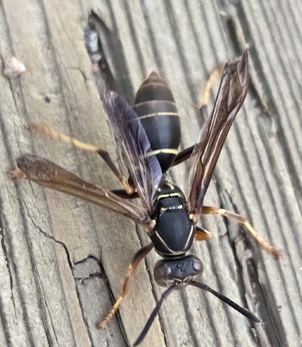 Northern Paper Wasp