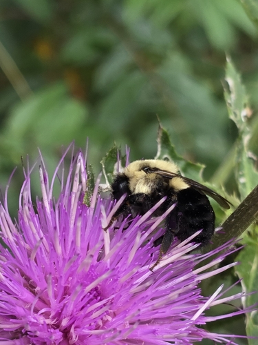 Common Eastern Bumble Bee