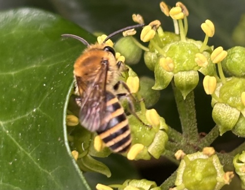 Ivy Cellophane Bee