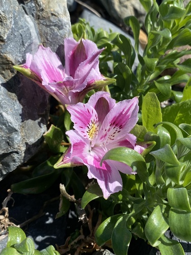 Alstroemeria pelegrina, photograph 3