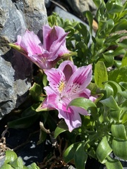 (c) Gabriela Cartes, some rights reserved (CC BY) Alstroemeria pelegrina, photograph (c) Gabriela Cartes, some rights reserved (CC BY)