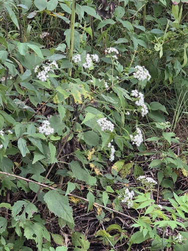 white snakeroot