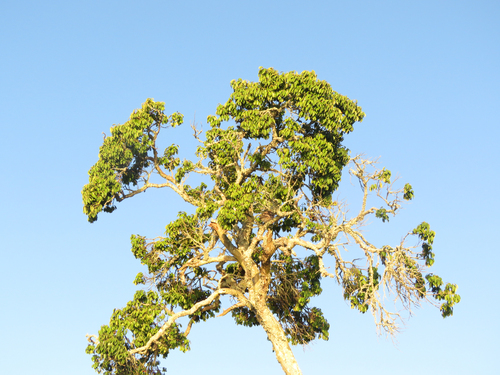 Eugenia astringens