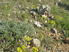 Astragalus rupifragus