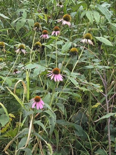 purple coneflower