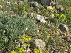 Astragalus rupifragus