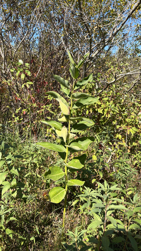 common milkweed