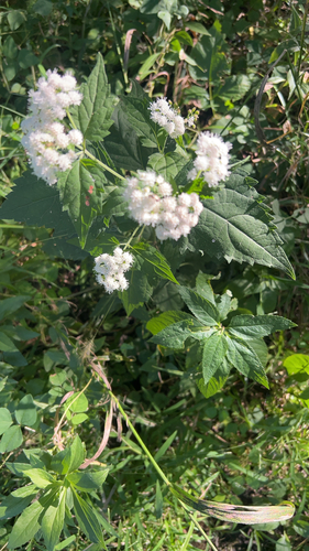 white snakeroot