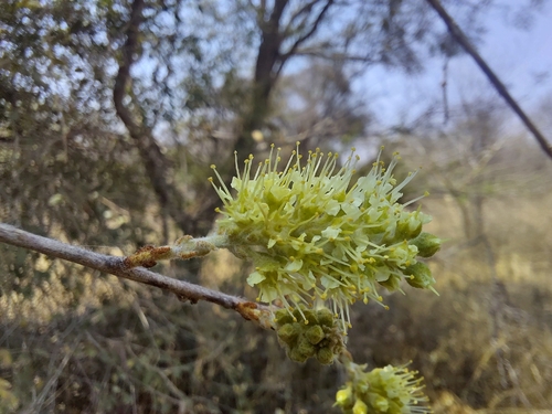 Russet Bushwillow