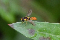 Sphaerophoria pyrrhina