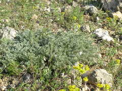 Astragalus rupifragus