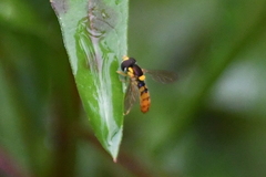 Sphaerophoria pyrrhina
