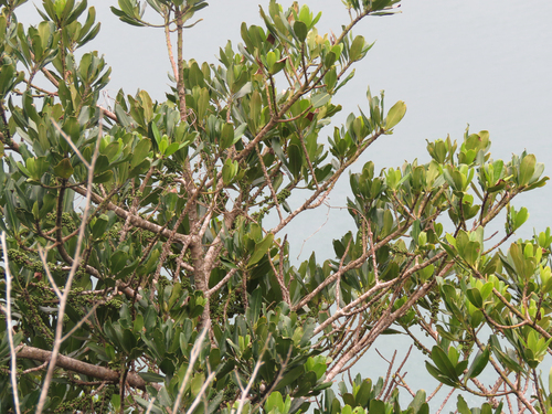 Myrsine guianensis