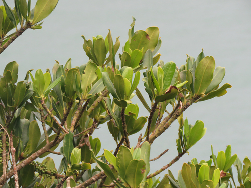 Myrsine guianensis, photograph 1