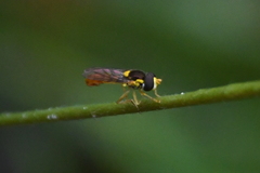 Sphaerophoria pyrrhina