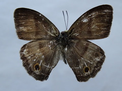 Cissia pseudoconfusa