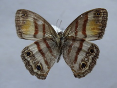 Cissia pseudoconfusa