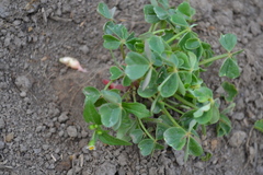 Oxalis tuberosa