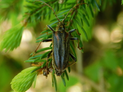 Oxymirus cursor