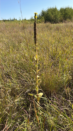 great mullein