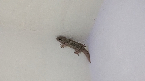 Moorish Gecko