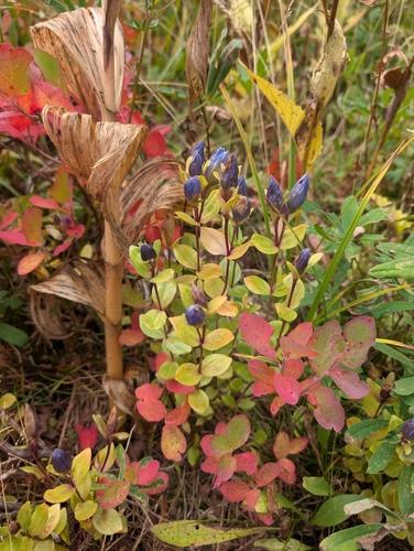 Gentiana calycosa, photograph 1