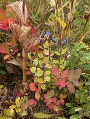 Gentiana calycosa