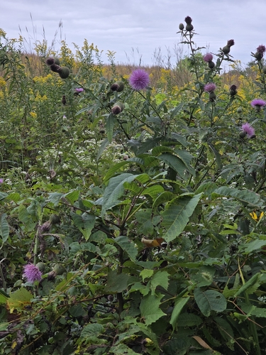 Tall Thistle