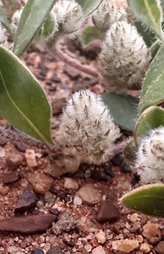 Ptilotus aervoides