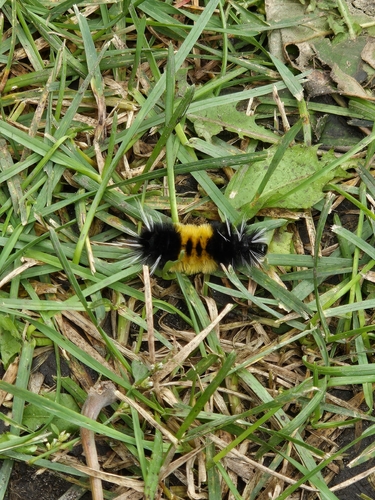 Spotted Tussock Moth
