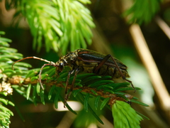 Oxymirus cursor