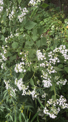 white snakeroot