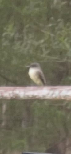 Eastern Phoebe
