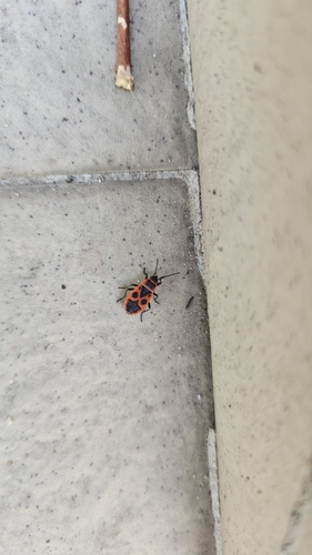 European Firebug