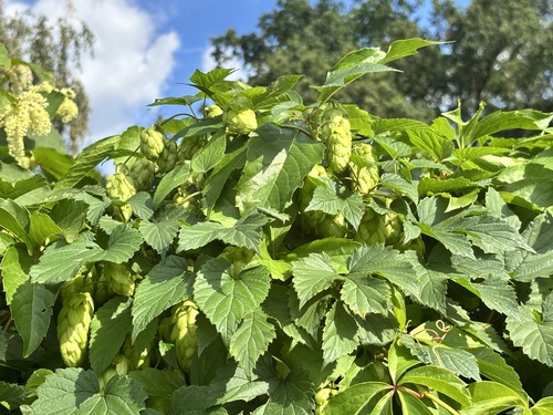 common hops