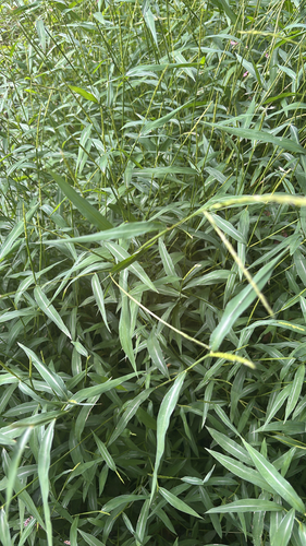 Japanese stiltgrass