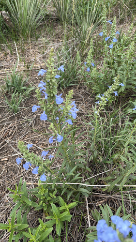 giant blue sage