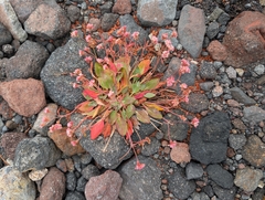 Eriogonum pyrolifolium